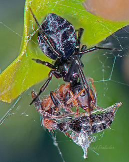 black spider [ID help] Spider with red-ant kill - the subject activity was below the leaf hence had to bump up the flash, hence harsh light 
 Fall,Geotagged,India,bagaluru,kill,macro,spider