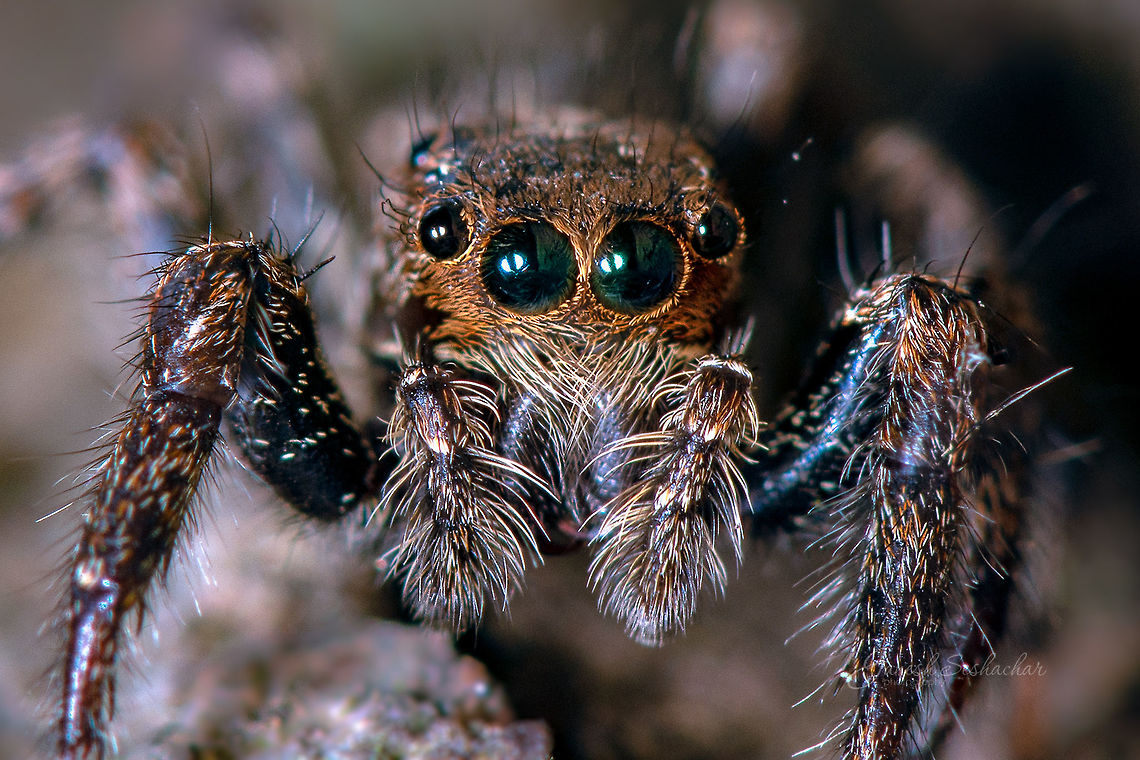 Jumping spider Place: Bagaluru Lake,  Bengaluru Fall,Geotagged,India,bagaluru,insects,macro,spider