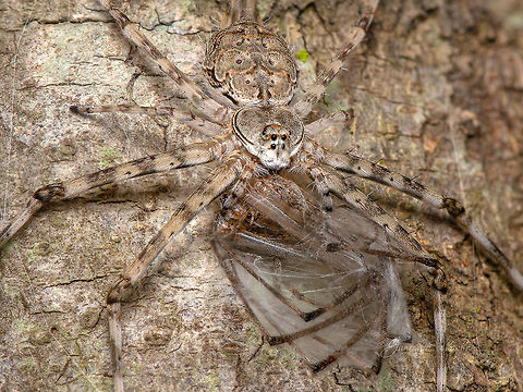 Hersilia savignyi [female] with a kill Place: Bagaluru Fall,Geotagged,Hersilia savignyi,India,Two-tailed Spider,bagaluru,closeup,kill,macro,spider