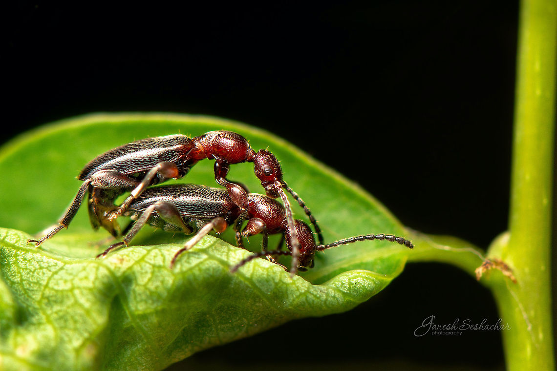 Mating beetles not sure about the ID though <br />
 Fall,Geotagged,India,bagaluru,closeup,insects,macro,mating