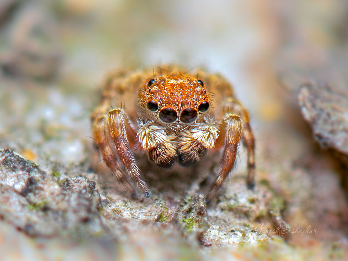 A tiny jumping spider Place: Bagaluru Lake Fall,Geotagged,India,bagaluru,closeup,macro,spider