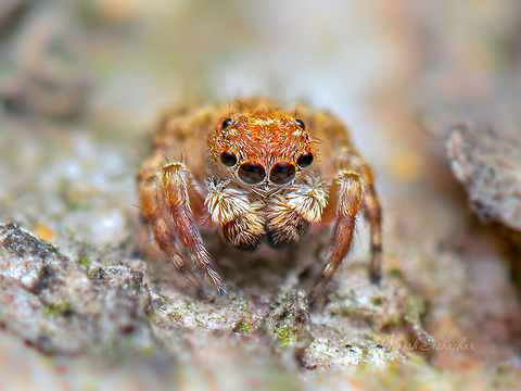 A tiny jumping spider Place: Bagaluru Lake Fall,Geotagged,India,bagaluru,closeup,macro,spider