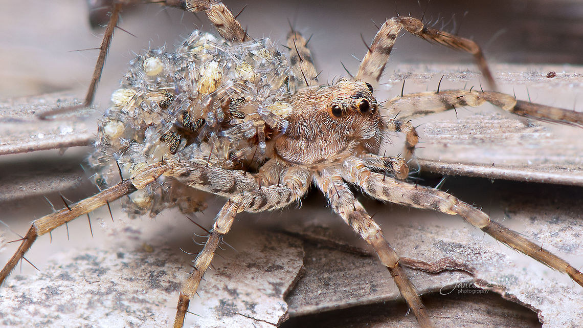 Babies on the ride :) Spider carrying its newly hatched babies on its back <br />
<br />
<figure class="photo"><a href="https://www.jungledragon.com/image/85640/babies_on_the_ride_-_2.html" title="Babies on the ride - 2"><img src="https://s3.amazonaws.com/media.jungledragon.com/images/2167/85640_thumb.jpg?AWSAccessKeyId=05GMT0V3GWVNE7GGM1R2&Expires=1769040010&Signature=dxZrgRsuECSWI7PJ22z3pvaf%2FiA%3D" width="200" height="134" alt="Babies on the ride - 2  Fall,Geotagged,India,bagaluru,closeup,macro,spider" /></a></figure> <figure class="photo"><a href="https://www.jungledragon.com/image/85642/babies_on_the_ride_-3.html" title="babies on the ride -3"><img src="https://s3.amazonaws.com/media.jungledragon.com/images/2167/85642_thumb.jpg?AWSAccessKeyId=05GMT0V3GWVNE7GGM1R2&Expires=1769040010&Signature=Jdnwzq2SInUwyn5svcybMH2Mu9Q%3D" width="200" height="150" alt="babies on the ride -3  bagaluru,closeup,macro,spider" /></a></figure> Fall,Geotagged,India,babies,bagaluru,closeup,macro,spider