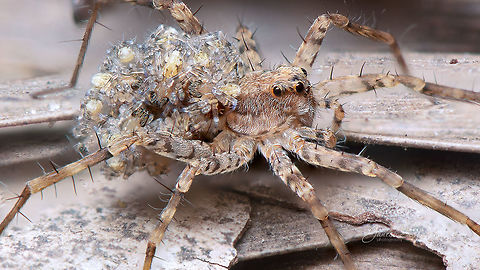 Babies on the ride :) Spider carrying its newly hatched babies on its back 

https://www.jungledragon.com/image/85640/babies_on_the_ride_-_2.html https://www.jungledragon.com/image/85642/babies_on_the_ride_-3.html Fall,Geotagged,India,babies,bagaluru,closeup,macro,spider