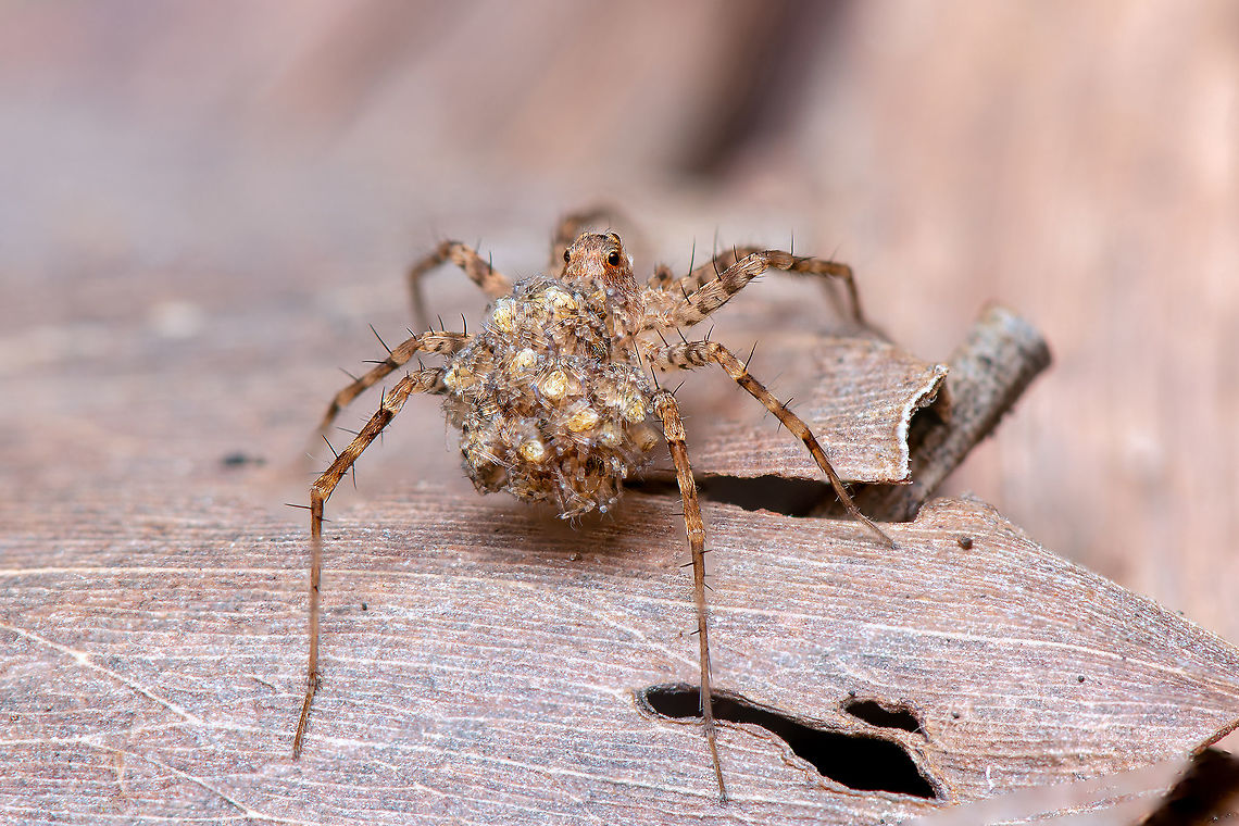 Babies on the ride - 2  Fall,Geotagged,India,bagaluru,closeup,macro,spider