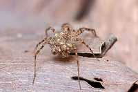Babies on the ride - 2 Fall,Geotagged,India,bagaluru,closeup,macro,spider
