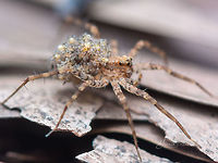 babies on the ride -3 bagaluru,closeup,macro,spider