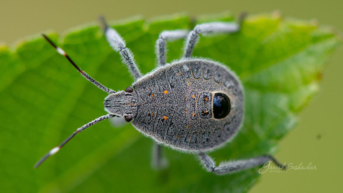 Bug [ID unknown] not sure about the ID Fall,Geotagged,India,closeup,insect,macro