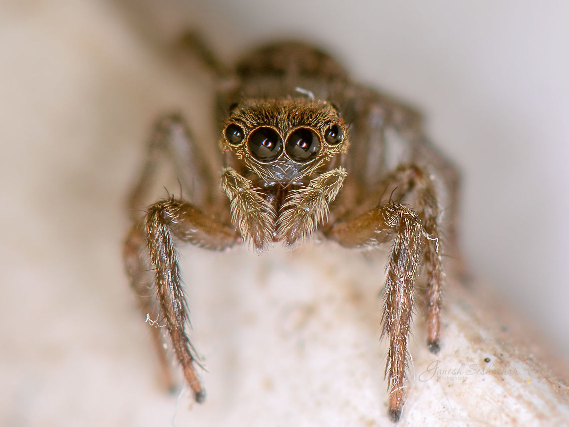 Jumping Spider closeup  Fall,Geotagged,India,bengaluru,closeup,insects,macro,spiders
