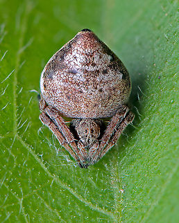 A weaver spider  Fall,Geotagged,India,avalahalli,bengaluru,closeup,insects,macro,spider