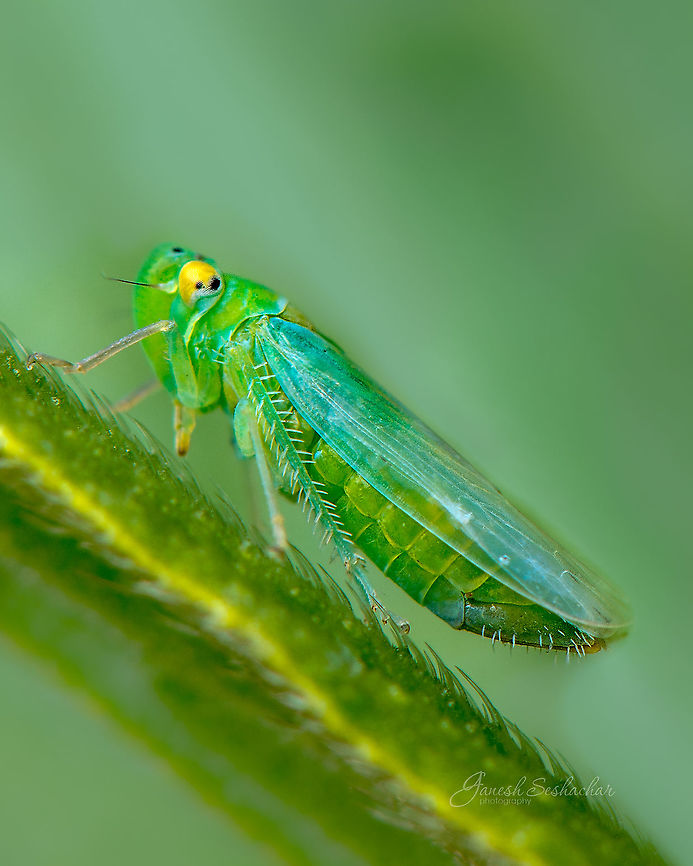 A leaf hopper [ID unknown] Higher order - Cicadellinae Fall,Geotagged,India,avalahalli,benglauru,closeup,insects,leafhopper,macro