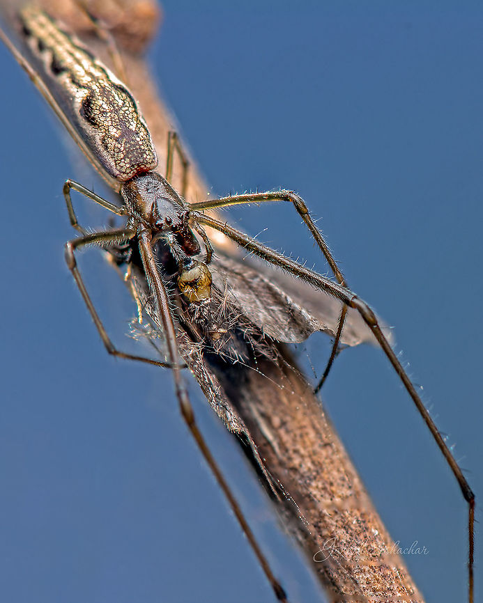 long legged spider - [ID help]  Fall,Geotagged,India,avalahalli,insects,kill,macro,spider
