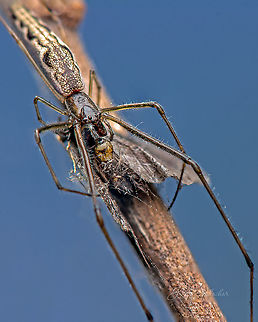 long legged spider - [ID help]  Fall,Geotagged,India,avalahalli,insects,kill,macro,spider