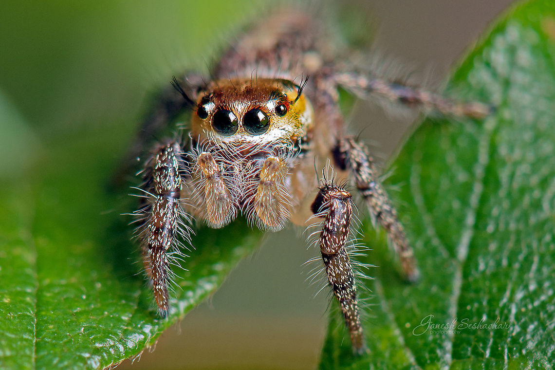 Hyllus Semicupreus [Femal Adult] Place: Avalahalli State Forest, Bengaluru Fall,Geotagged,Heavy-bodied jumper,Hyllus semicupreus,India,Jumping Spider,avalahalli,closeup,macro,spider