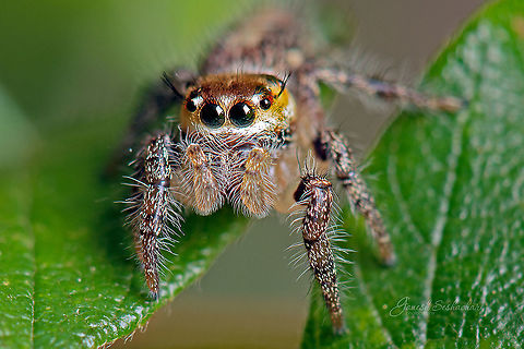 Hyllus Semicupreus [Femal Adult] Place: Avalahalli State Forest, Bengaluru Fall,Geotagged,Heavy-bodied jumper,Hyllus semicupreus,India,Jumping Spider,avalahalli,closeup,macro,spider