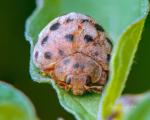 ladybug [ID unknown]  Coccinellidae,Epilachninae,Fall,Geotagged,Henosepilachna,Henosepilachna vigintioctomaculata,India,closeup,davangere,ladybug,macro