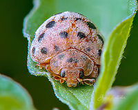 ladybug [ID unknown]  Coccinellidae,Epilachninae,Fall,Geotagged,Henosepilachna,Henosepilachna vigintioctomaculata,India,closeup,davangere,ladybug,macro
