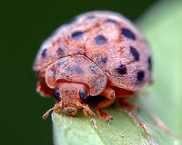 Henosepilachna vigintioctomaculata <br />
<br />
https://www.jungledragon.com/image/86248/ladybug_id_unknown.html<br />
 Coccinellidae,Epilachninae,Fall,Geotagged,Henosepilachna,Henosepilachna vigintioctomaculata,India,closeup,davangere,insects,ladybug,macro