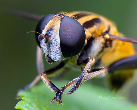 Hoverfly [ID-Unknown]  Fall,Geotagged,India,closeup,davangere,fly,macro