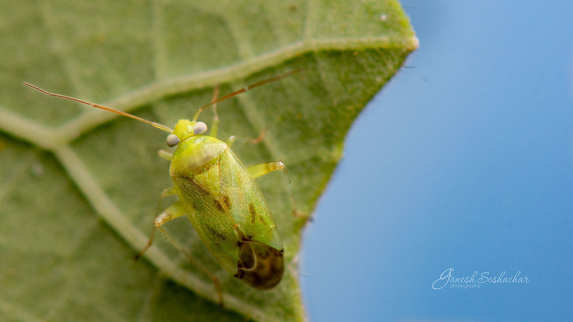 ID help [full view recommended] its a nymph<br />
 Fall,Geotagged,India,davangere,insects,macro