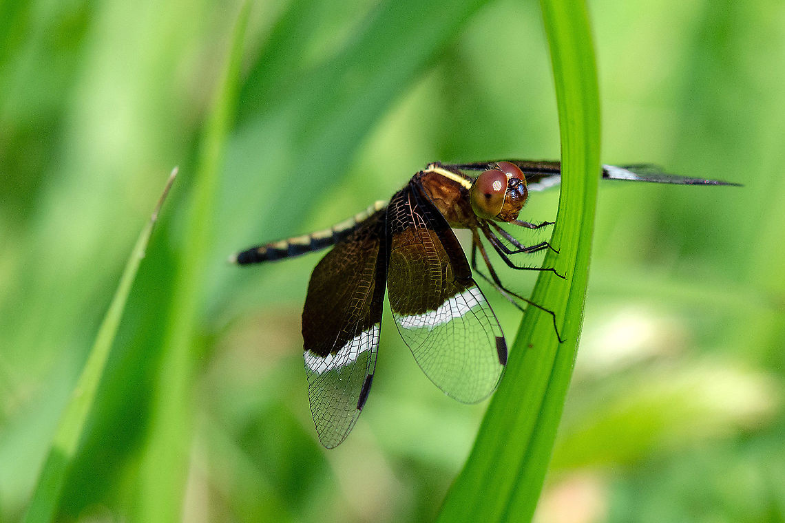 pied skimmer [male] Neurothemis tullia<br />
 Fall,Geotagged,India,Neurothemis tullia,Pied Paddy Skimmer,dragonfly,macro,ranganathittu