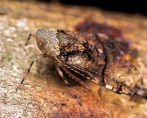 Cicada ID unknown Fall,Geotagged,India,bagaluru,cicada,closeup,macro