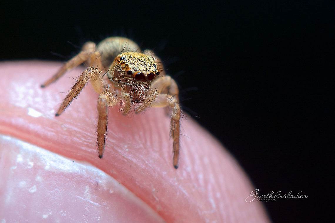 A salticidae about little less than centimetre <br />
Not sure about specific ID<br />
<br />
other shots of  this beautiful little spider <br />
<figure class="photo"><a href="https://www.jungledragon.com/image/86986/salticidae.html" title="Salticidae"><img src="https://s3.amazonaws.com/media.jungledragon.com/images/2167/86986_thumb.jpg?AWSAccessKeyId=05GMT0V3GWVNE7GGM1R2&Expires=1769040010&Signature=ZQXlVbdgFMIyVl50rWPofU6bjX0%3D" width="200" height="134" alt="Salticidae  Fall,Geotagged,India,davangere,jumping spider,macro" /></a></figure> <figure class="photo"><a href="https://www.jungledragon.com/image/86985/salticidae_-3.html" title="salticidae -3"><img src="https://s3.amazonaws.com/media.jungledragon.com/images/2167/86985_thumb.jpg?AWSAccessKeyId=05GMT0V3GWVNE7GGM1R2&Expires=1769040010&Signature=MUtUB%2FxpfJODzzhQzx%2BJrN64868%3D" width="200" height="134" alt="salticidae -3  Fall,Geotagged,India,davangere,jumping spider,macro,spider" /></a></figure><br />
Side and back:<br />
<br />
<figure class="photo"><a href="https://www.jungledragon.com/image/86987/side_and_abdomen.html" title="side and abdomen"><img src="https://s3.amazonaws.com/media.jungledragon.com/images/2167/86987_thumb.jpg?AWSAccessKeyId=05GMT0V3GWVNE7GGM1R2&Expires=1769040010&Signature=DRJHf6IAOF7spunzonoSVRGvZho%3D" width="200" height="134" alt="side and abdomen  Fall,Geotagged,India,Salticidae,davangere,macro,spider" /></a></figure><br />
<br />
<br />
<br />
 Fall,Geotagged,India,davangere,macro,salticidae,spider