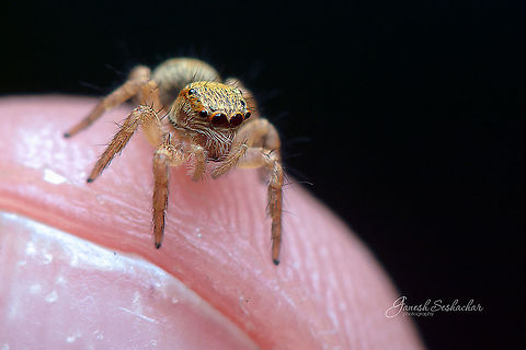 A salticidae about little less than centimetre 
Not sure about specific ID

other shots of  this beautiful little spider 
https://www.jungledragon.com/image/86986/salticidae.html https://www.jungledragon.com/image/86985/salticidae_-3.html
Side and back:

https://www.jungledragon.com/image/86987/side_and_abdomen.html



 Fall,Geotagged,India,davangere,macro,salticidae,spider