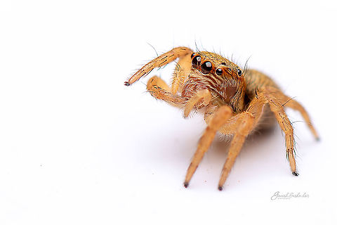 salticidae -3  Fall,Geotagged,India,davangere,jumping spider,macro,spider