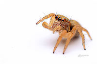 salticidae -3 Fall,Geotagged,India,davangere,jumping spider,macro,spider