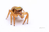 Salticidae Fall,Geotagged,India,davangere,jumping spider,macro