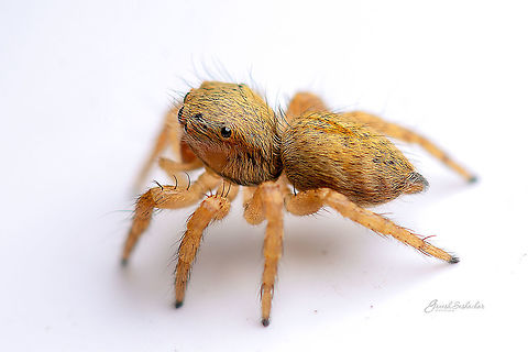 side and abdomen  Fall,Geotagged,India,Salticidae,davangere,macro,spider