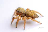 side and abdomen Fall,Geotagged,India,Salticidae,davangere,macro,spider