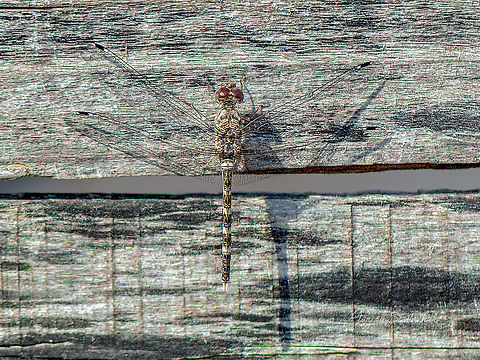 Granite Ghost (Bradinopyga geminata)  Bradinopyga geminata,Fall,Geotagged,Granite ghost,India,davangere,dragonfly,fly,insects,macro