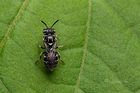 A carpenter bee Small Carpenter Bees (Ceratina)
 Fall,Geotagged,India,avalahalli,bee,fly,insects