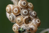 Pentatomidae eggs pattern A close look at Pentatomidae eggs Fall,Geotagged,India,Pentatomidae,avalahalli,eggs,macro