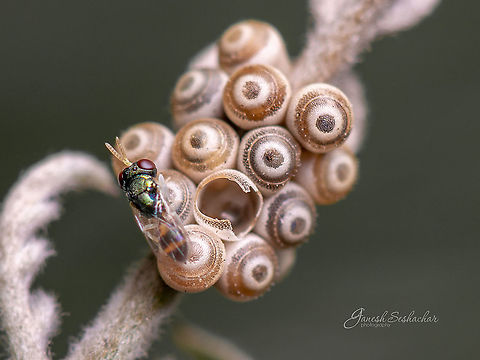 Pentatomidae eggs parasitised Close look up at eggs pattern
https://www.jungledragon.com/image/88147/pentatomidae_eggs_pattern.html

 Fall,Geotagged,India,Pentatomidae,avalahalli,closeup,eggs,parasite