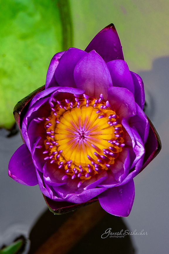 Happy New Year!!  Geotagged,India,Summer,flower,macro,purple