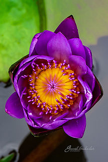 Happy New Year!!  Geotagged,India,Summer,flower,macro,purple