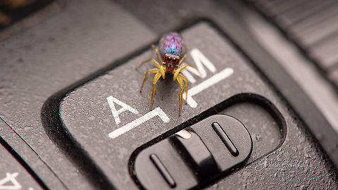She is not happy with Auto mode for MacroPhotography :D :D ID unknown Chrysilla volupe,Fall,Geotagged,India,davangere,lens,macro,spider