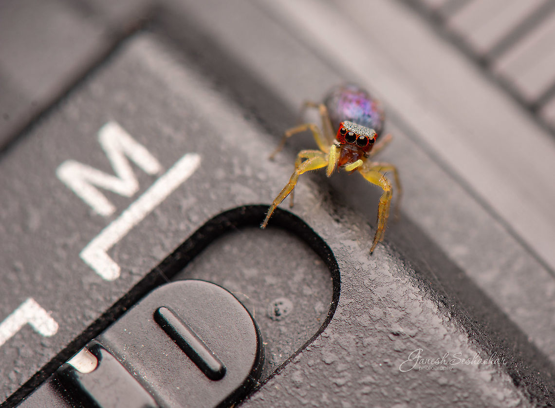 Switch to manual for macro ID unknown Chrysilla volupe,Fall,Geotagged,India,davangere,lens,macro,spider