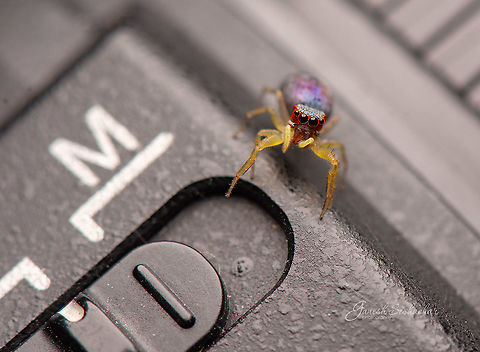Switch to manual for macro ID unknown Chrysilla volupe,Fall,Geotagged,India,davangere,lens,macro,spider