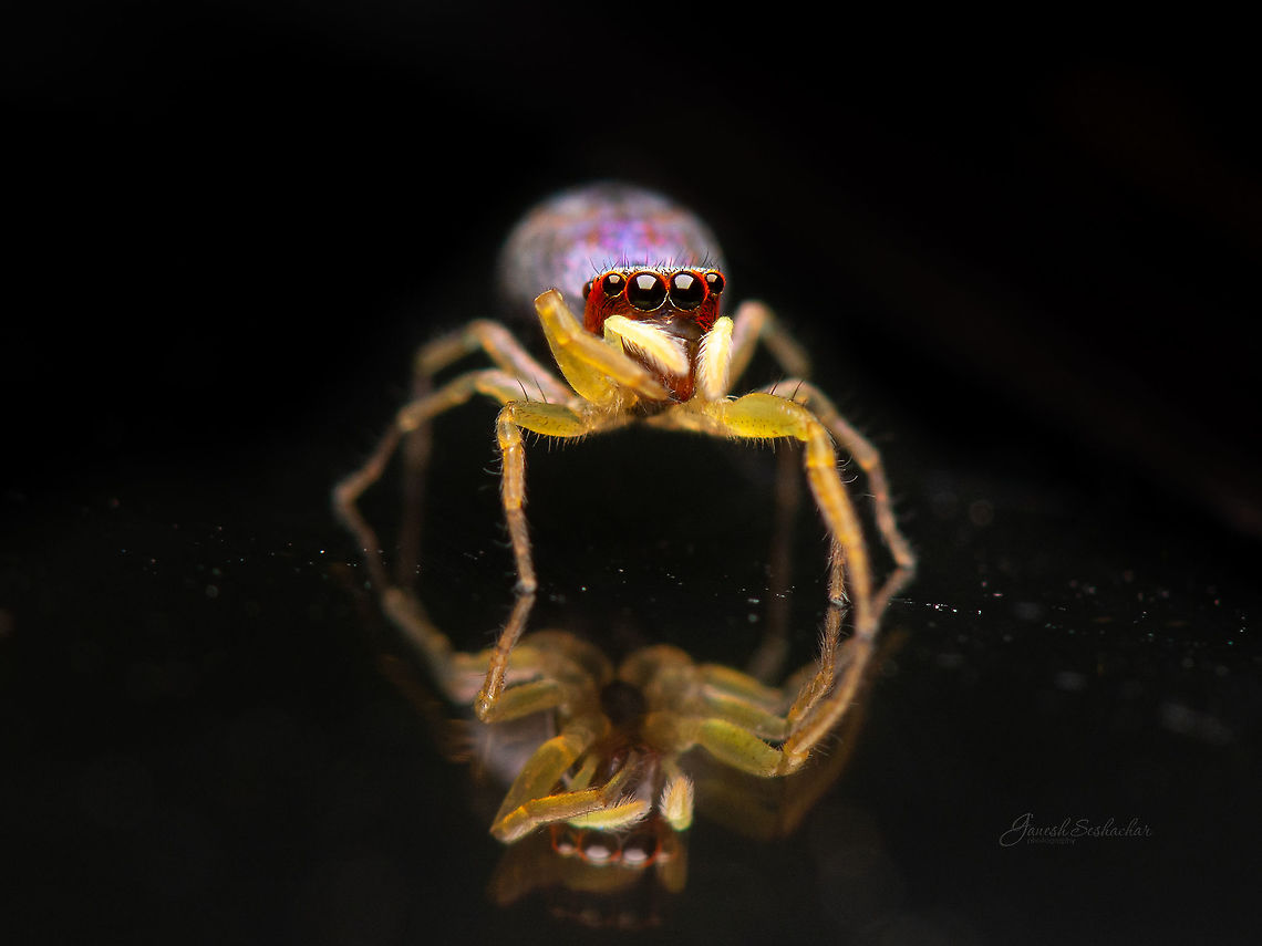 Reflection! Chrysilla Volupe [Female]<br />
<br />
 Chrysilla volupe,Fall,Geotagged,India,chrysilla,closeup,davangere,macro,reflections,spider