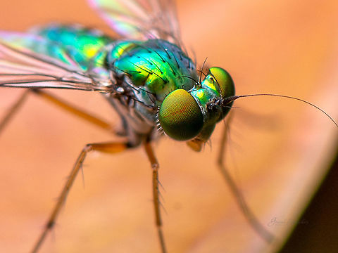 Long legged fly closeup  Fall,Geotagged,India,Long legged fly,closeup,davangere,macro