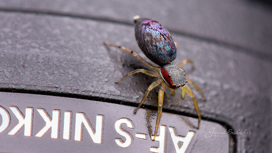 Chrysilla volupe [female] - Top view  Chrysilla volupe,Fall,Geotagged,India,closeup,davangere,jumping spider,macro