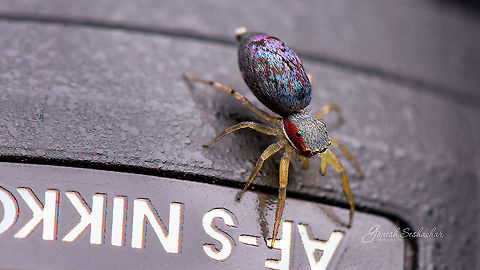 Chrysilla volupe [female] - Top view  Chrysilla volupe,Fall,Geotagged,India,closeup,davangere,jumping spider,macro