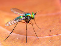 long legged fly - side view  Fall,Geotagged,India,davangere,fly,macro