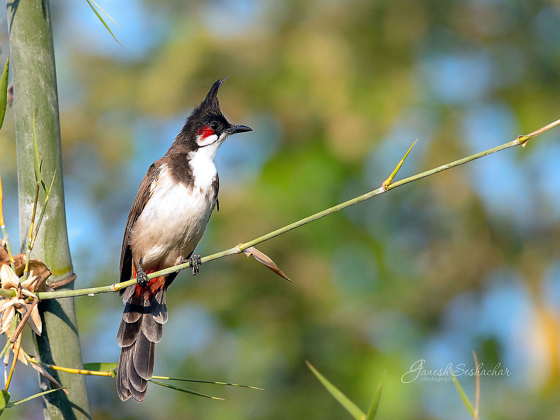 Red Whiskered Bulbul [from my archives]  Fall,Geotagged,India,Pycnonotus jocosus,Red Whiskered Bulbul,avian,gnanabharathi,wildkarnataka