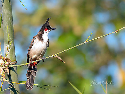 Red Whiskered Bulbul [from my archives]  Fall,Geotagged,India,Pycnonotus jocosus,Red Whiskered Bulbul,avian,gnanabharathi,wildkarnataka