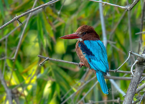 White-throated kingfisher Place: Bengaluru University Campus [Gnanabharathi]
[from my archives] Fall,Geotagged,Halcyon smyrnensis,India,White-throated kingfisher,avian,bird,gnanabharathi,kingfisher,wildkarnataka